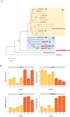 Functional Diversification of euANT/PLT Genes in Oryza sativa Panicle Architecture Determination